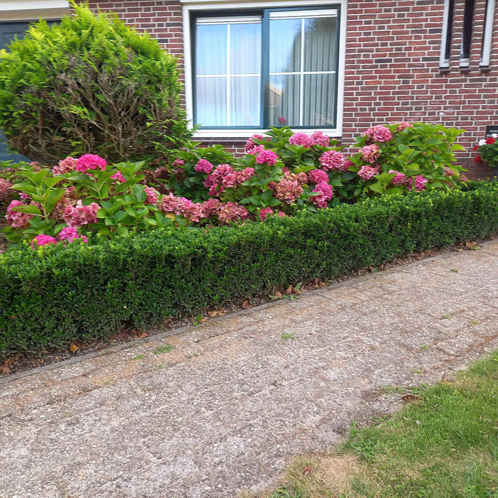Euonymus Japonicus 'Green Spire' - 20cm - Kamerplant Kopen