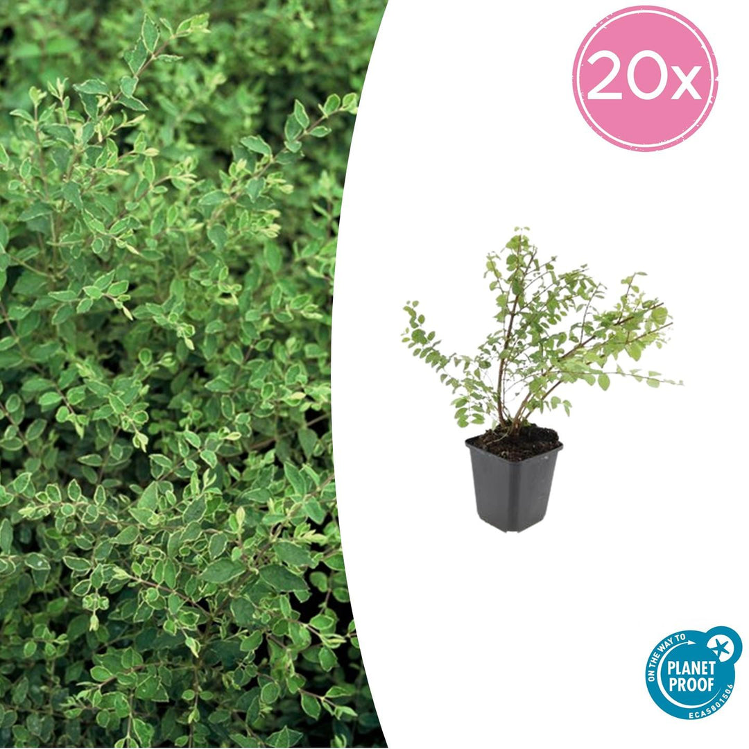 Symphoricarpos Chenaultii 'Hancock' - 20cm