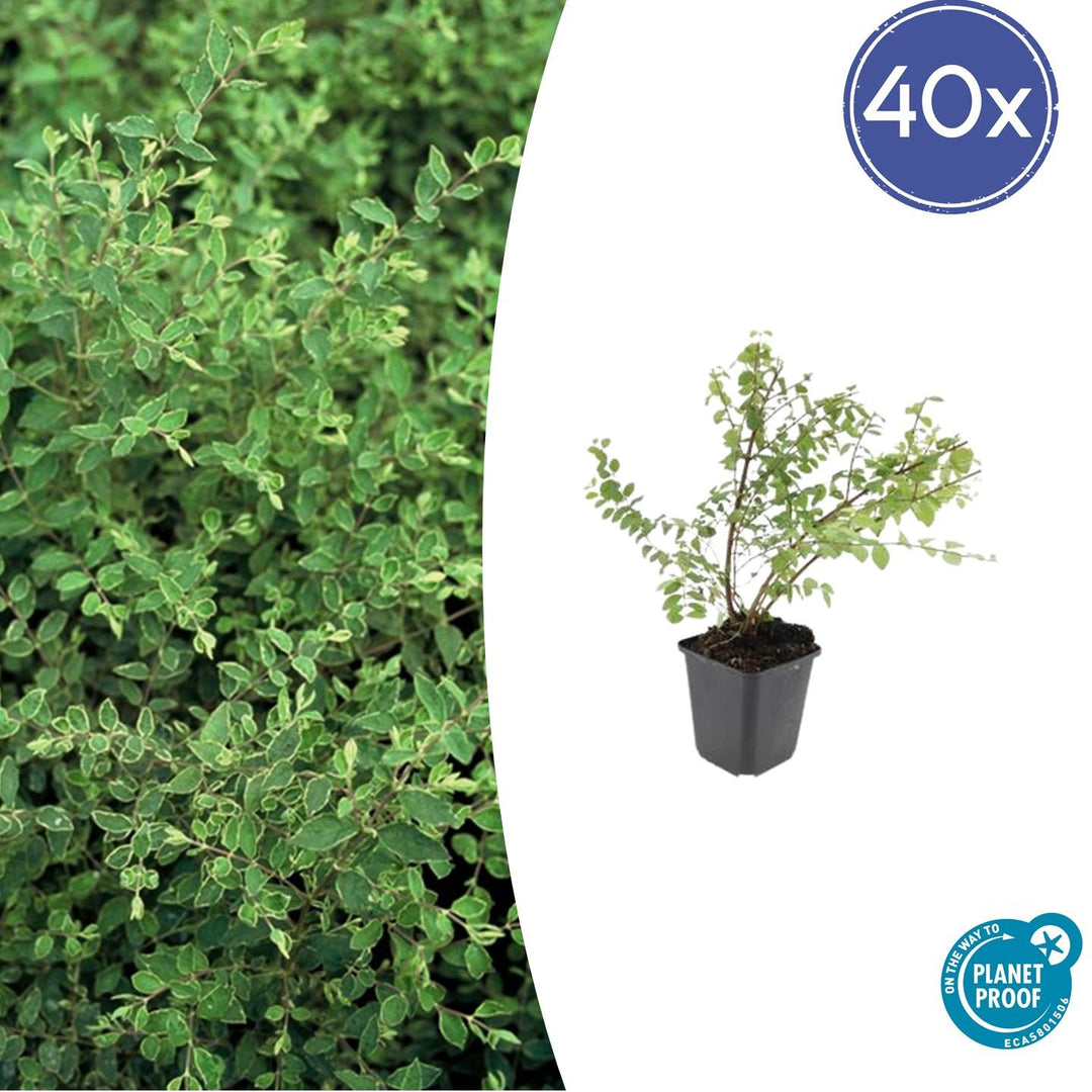 Symphoricarpos Chenaultii 'Hancock' - 20cm