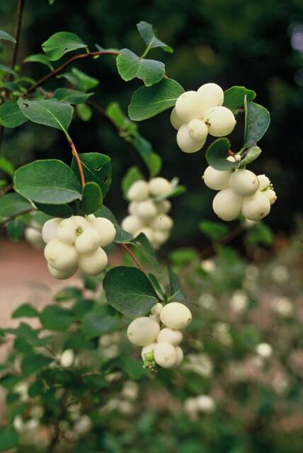 Symphoricarpos Chenaultii 'Hancock' - 20cm