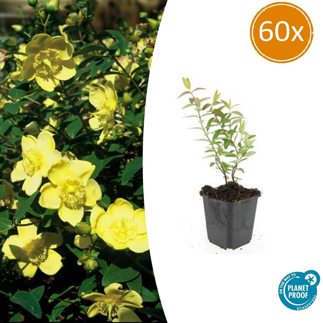 Hypericum 'Hidcote' - 20cm - Zimmerpflanze Kaufen