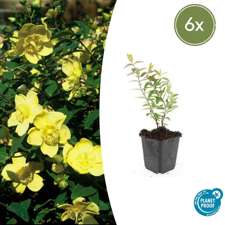 Hypericum 'Hidcote' - 20cm - Zimmerpflanze Kaufen