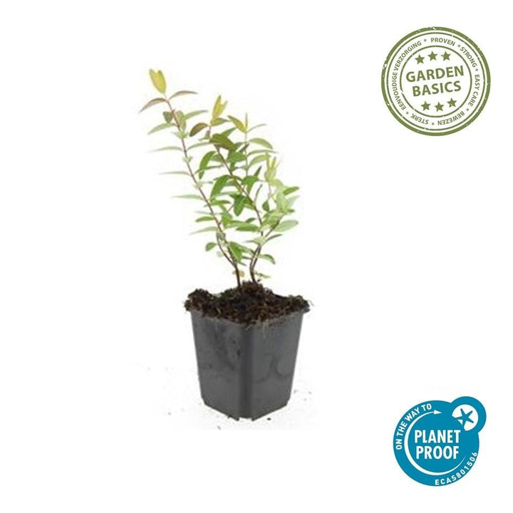 Hypericum 'Hidcote' - 20cm - Zimmerpflanze Kaufen