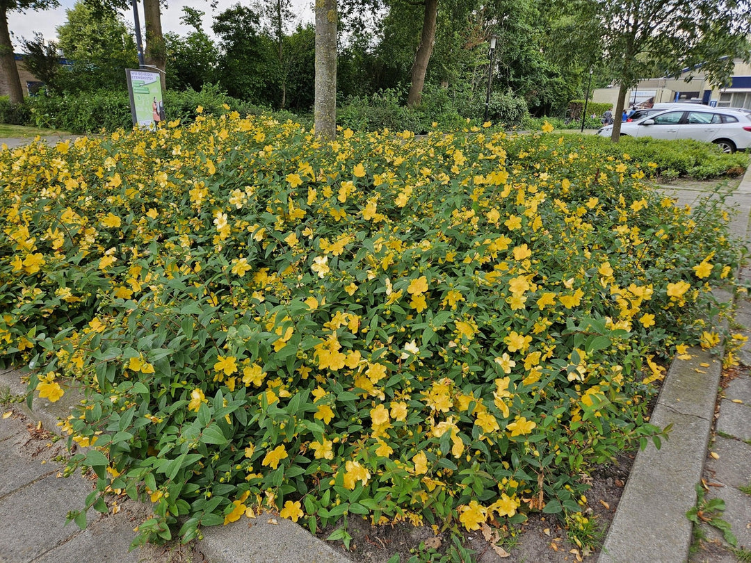 Hypericum 'Hidcote' - 20cm - Zimmerpflanze Kaufen