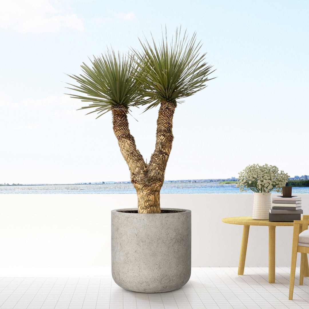 Yucca Rostrata Hidra - 200 cm - Blaue Palmlilie Outdoor