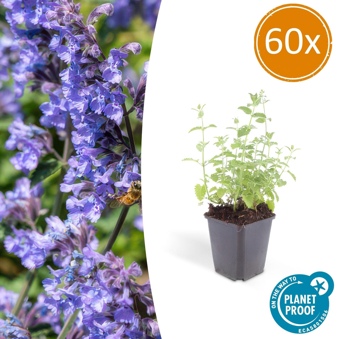 Nepeta 'Six Hills Giant' - 20cm - Zimmerpflanze kaufen