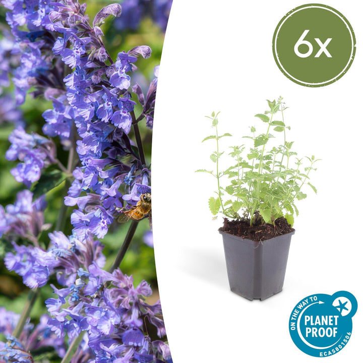 Nepeta 'Six Hills Giant' - 20cm - Zimmerpflanze kaufen