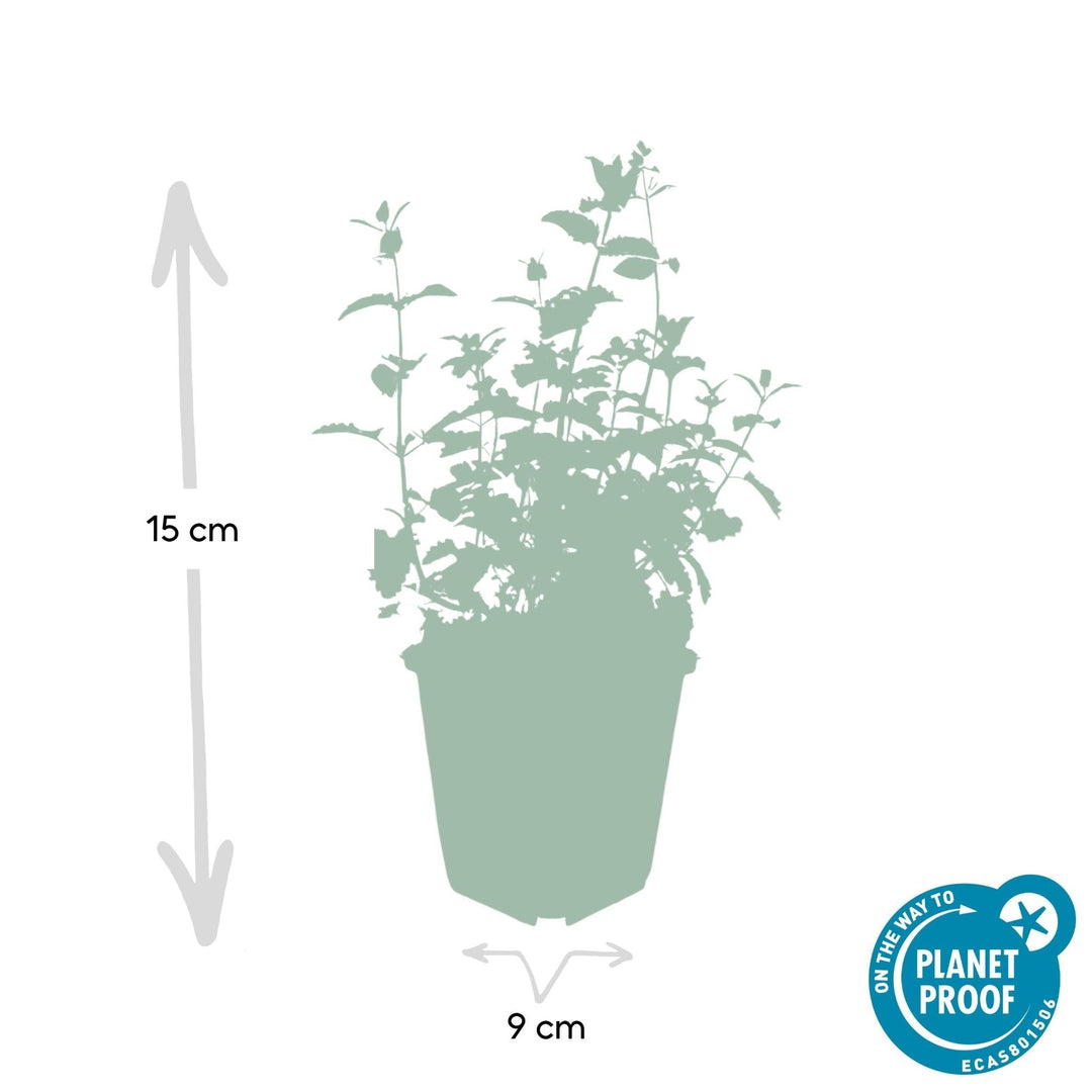 Nepeta 'Six Hills Giant' - 20cm - Zimmerpflanze kaufen