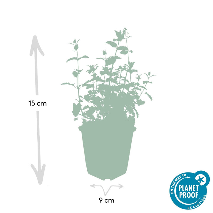 Nepeta 'Six Hills Giant' - 20cm - Zimmerpflanze kaufen