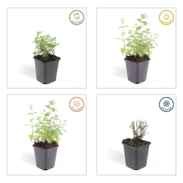 Nepeta 'Six Hills Giant' - 20cm - Zimmerpflanze kaufen