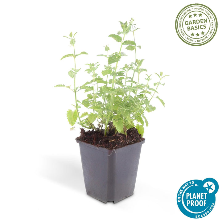 Nepeta 'Six Hills Giant' - 20cm - Zimmerpflanze kaufen