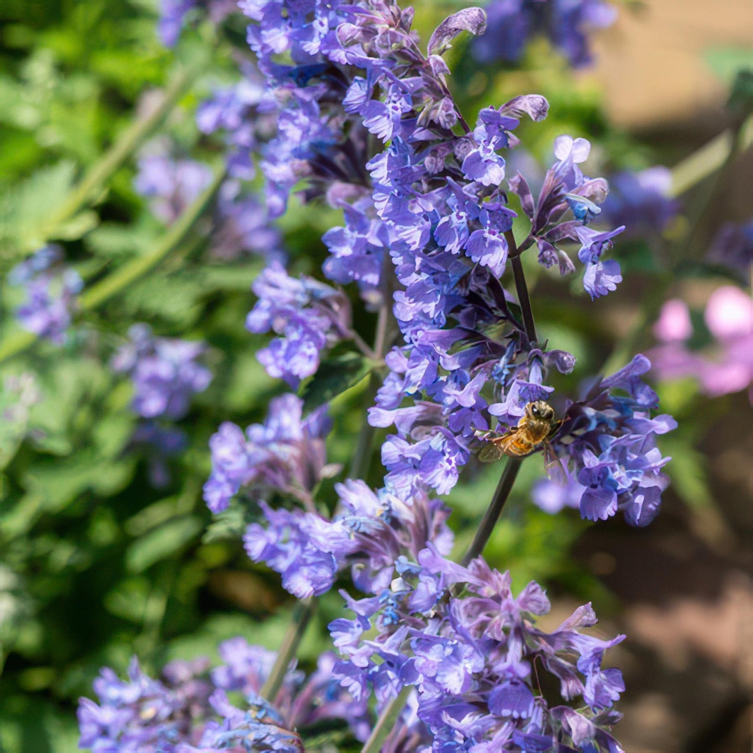 Nepeta 'Six Hills Giant' - 20cm - Zimmerpflanze kaufen