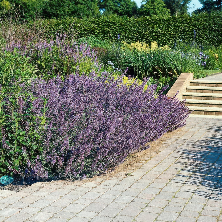 Nepeta 'Six Hills Giant' - 20cm - Zimmerpflanze kaufen