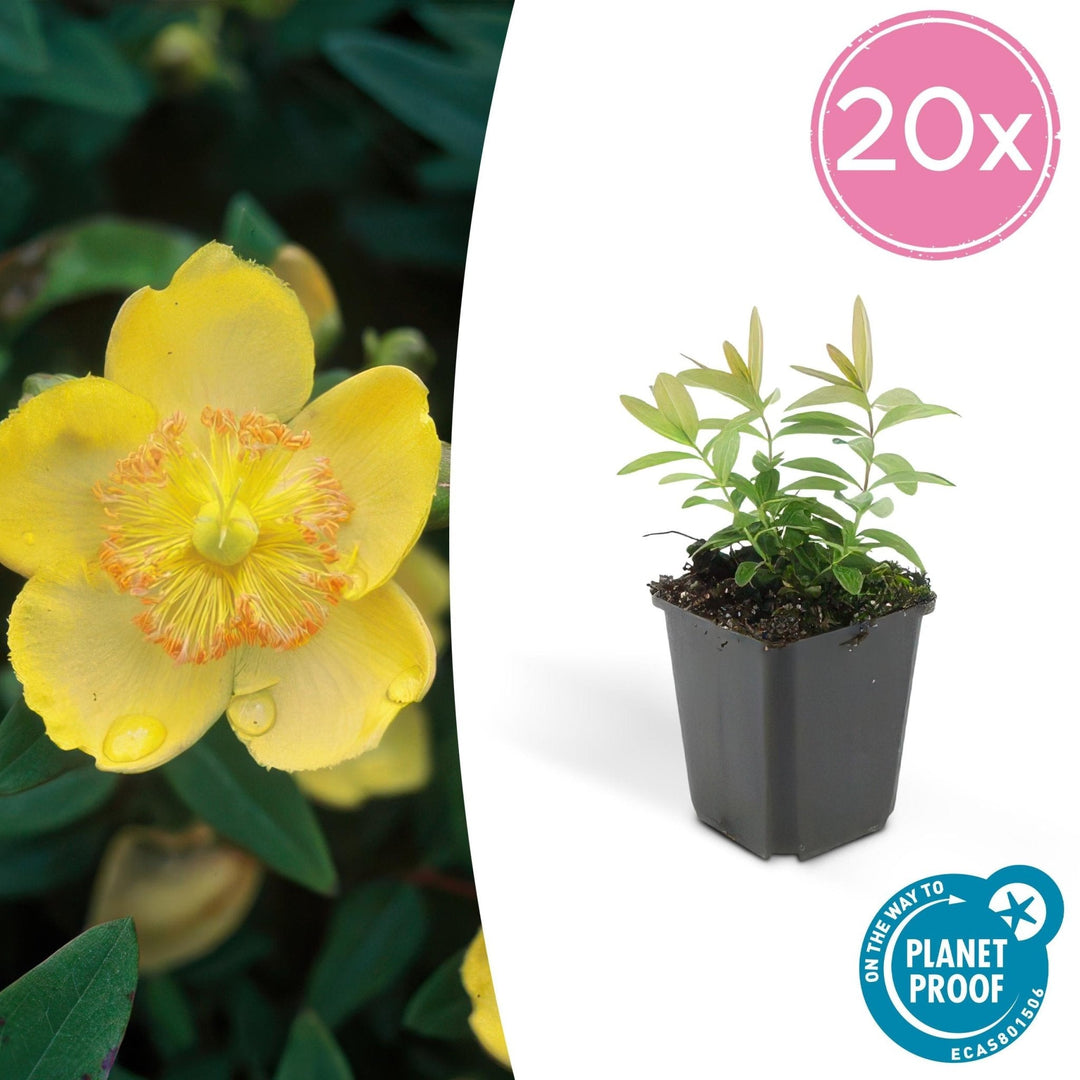 Hypericum Calycinum - 20cm - Zimmerpflanze Kaufen