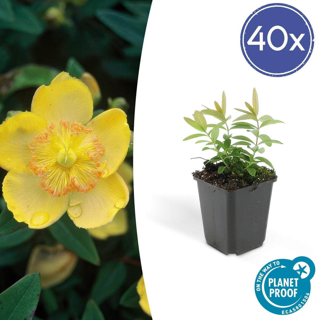 Hypericum Calycinum - 20cm - Zimmerpflanze Kaufen