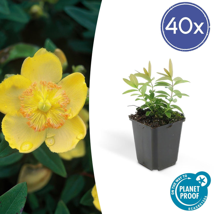Hypericum Calycinum - 20cm - Zimmerpflanze Kaufen