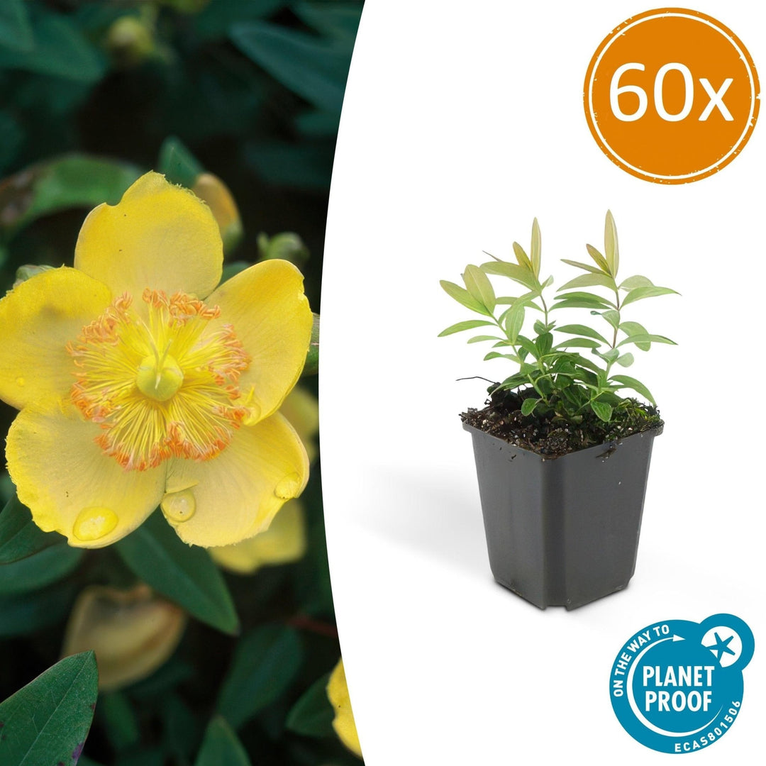 Hypericum Calycinum - 20cm - Zimmerpflanze Kaufen
