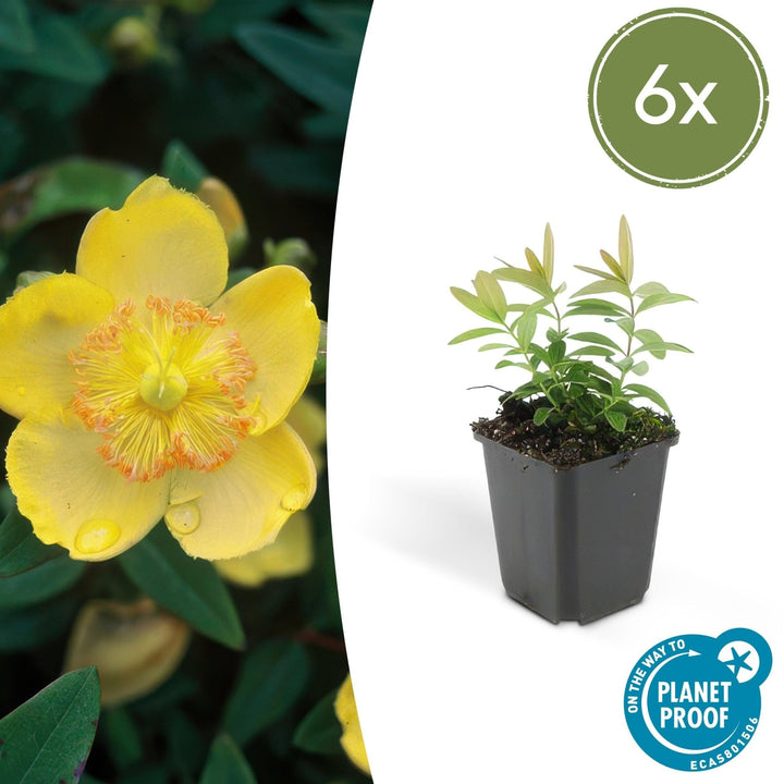 Hypericum Calycinum - 20cm - Zimmerpflanze Kaufen