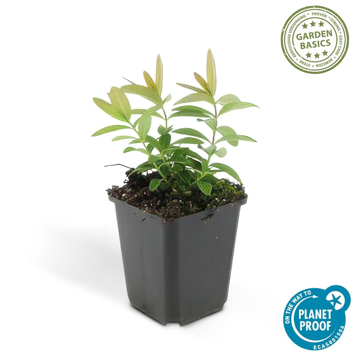 Hypericum Calycinum - 20cm - Zimmerpflanze Kaufen