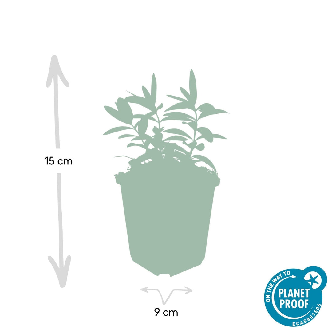 Hypericum Calycinum - 20cm - Zimmerpflanze Kaufen