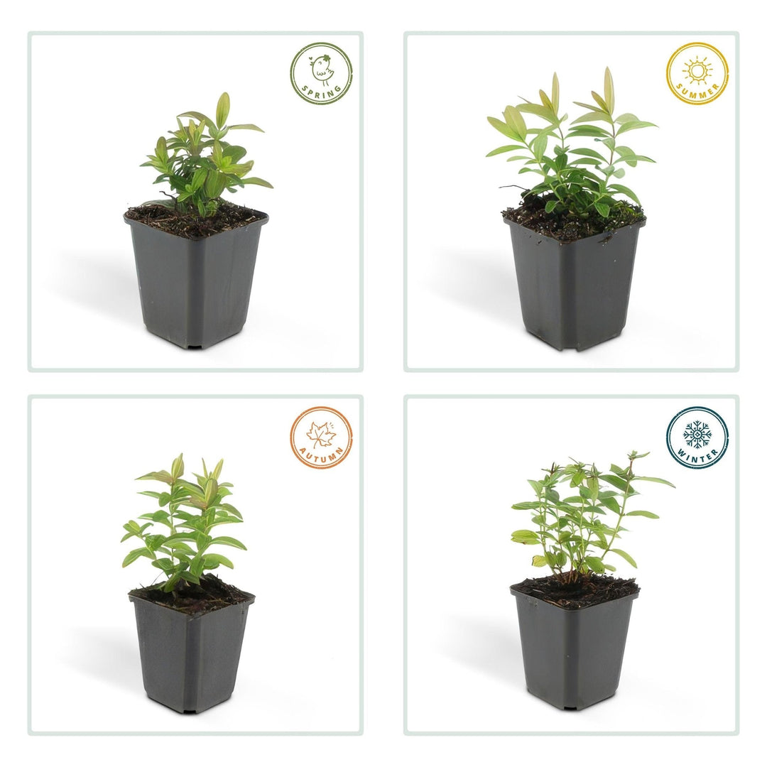 Hypericum Calycinum - 20cm - Zimmerpflanze Kaufen