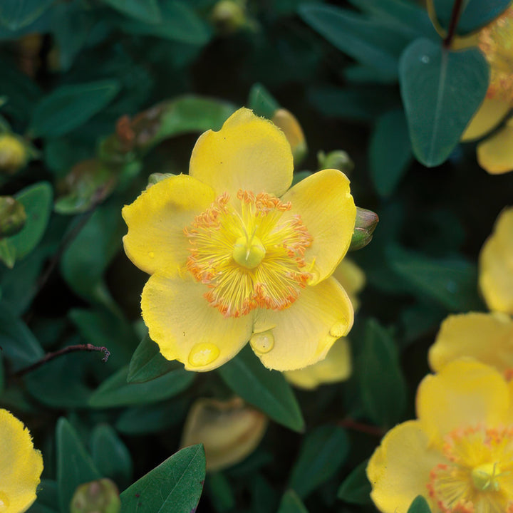 Hypericum Calycinum - 20cm - Zimmerpflanze Kaufen