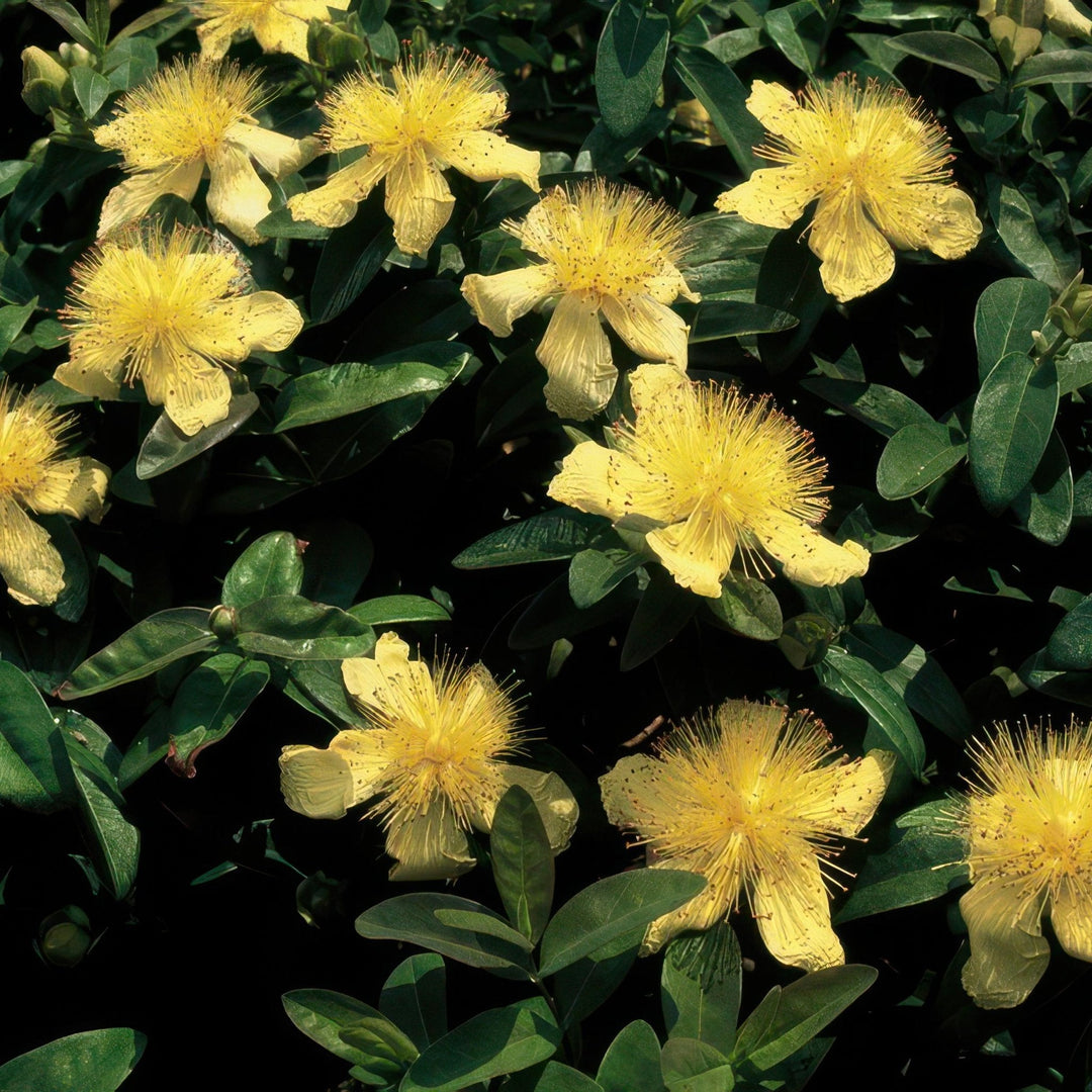 Hypericum Calycinum - 20cm - Zimmerpflanze Kaufen