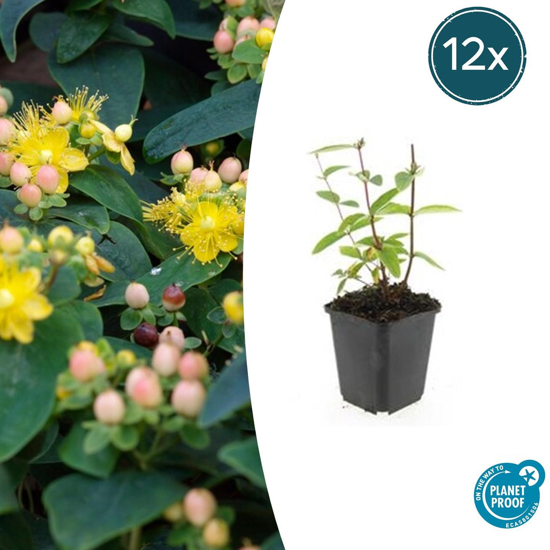 Hypericum Inodorum 'Annebel' - 20cm - Zimmerpflanze Kaufen