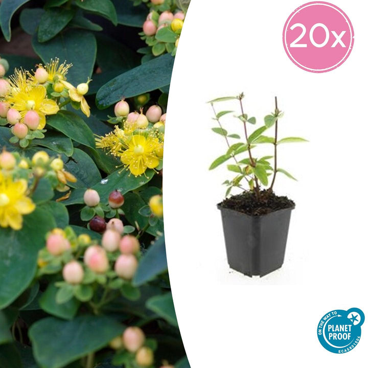 Hypericum Inodorum 'Annebel' - 20cm - Zimmerpflanze Kaufen