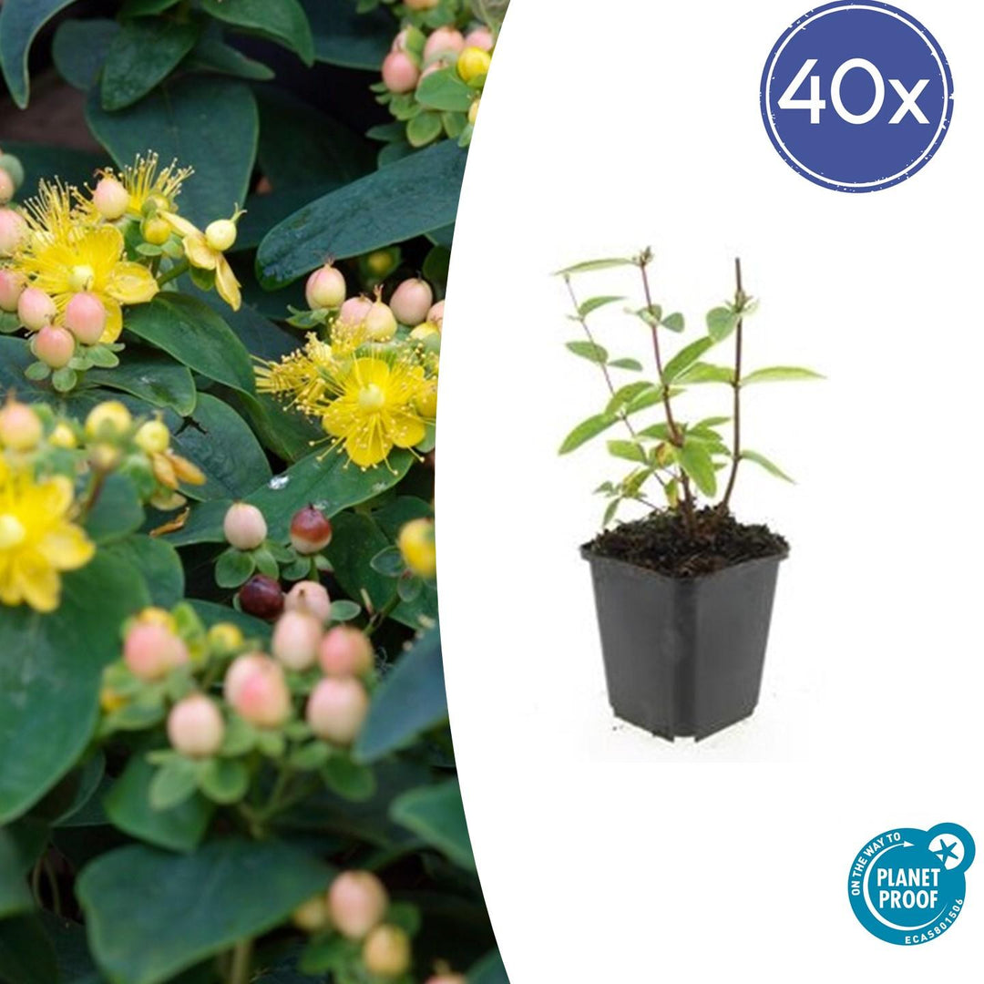 Hypericum Inodorum 'Annebel' - 20cm - Zimmerpflanze Kaufen