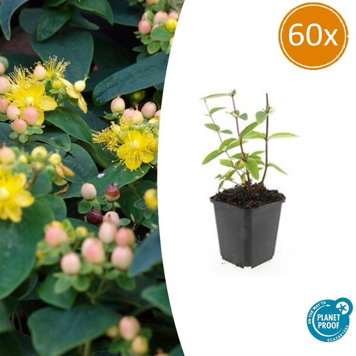 Hypericum Inodorum 'Annebel' - 20cm - Zimmerpflanze Kaufen