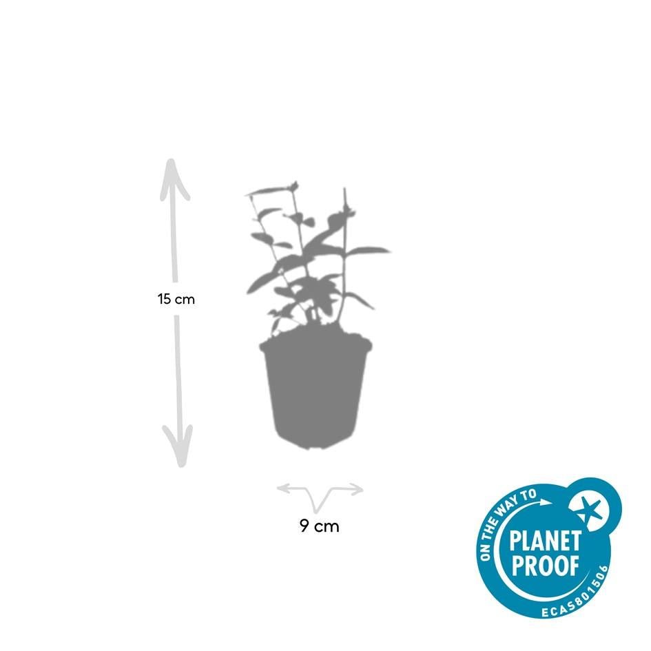 Hypericum Inodorum 'Annebel' - 20cm - Zimmerpflanze Kaufen