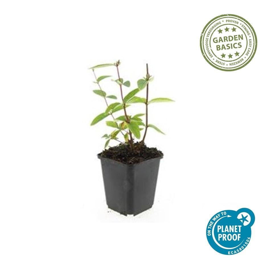 Hypericum Inodorum 'Annebel' - 20cm - Zimmerpflanze Kaufen