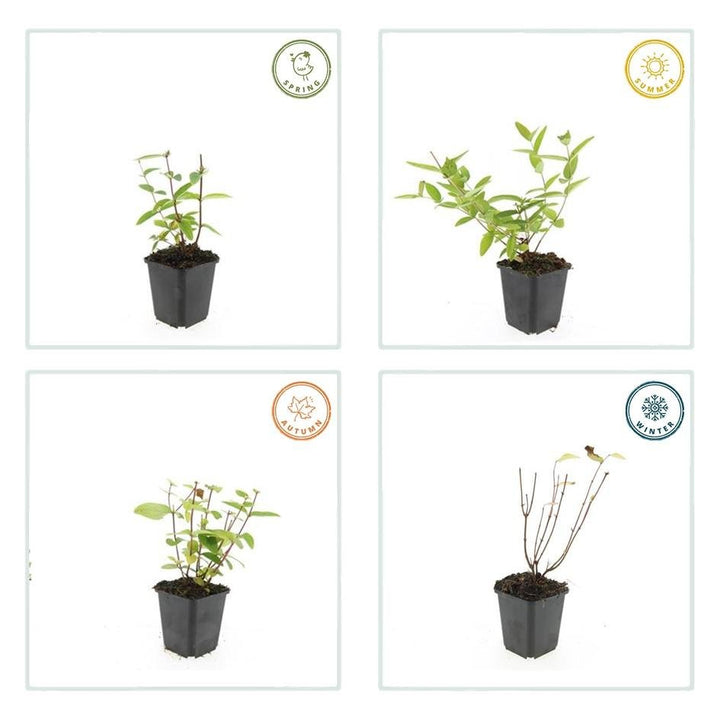 Hypericum Inodorum 'Annebel' - 20cm - Zimmerpflanze Kaufen