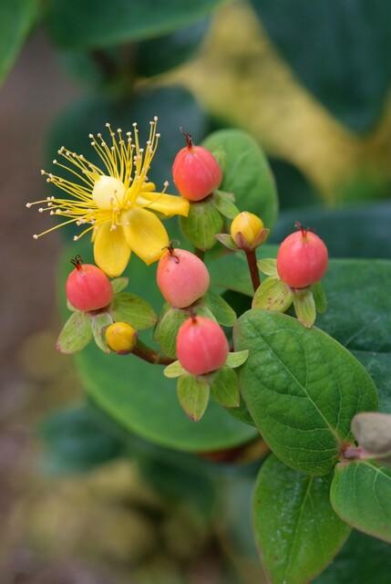 Hypericum Inodorum 'Annebel' - 20cm - Zimmerpflanze Kaufen