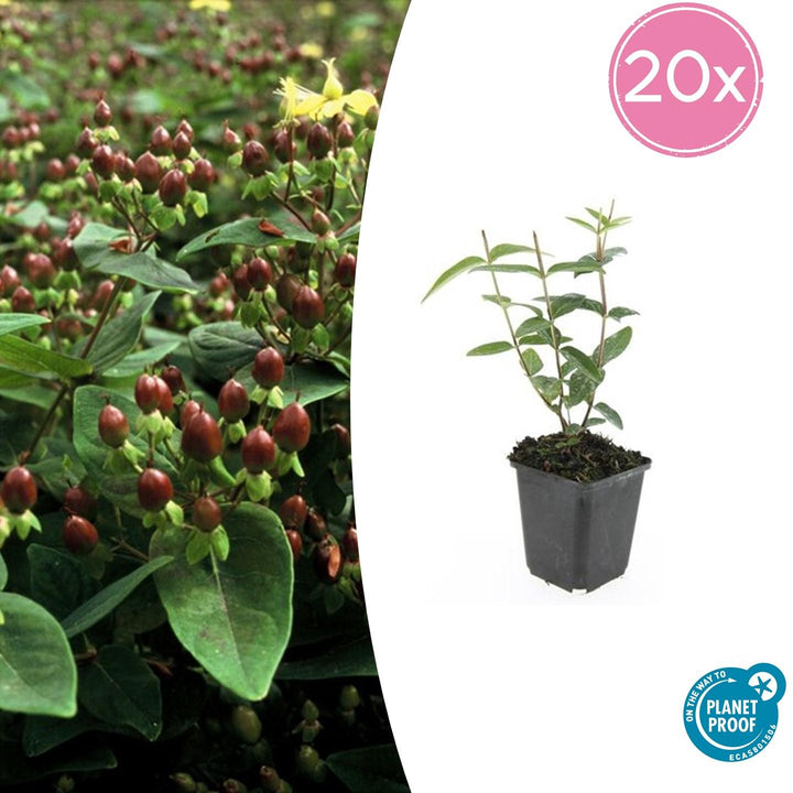 Hypericum Inodorum - 20cm - Zimmerpflanze kaufen