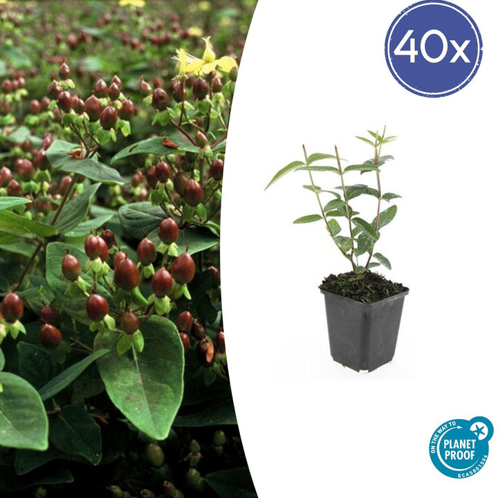 Hypericum Inodorum - 20cm - Zimmerpflanze kaufen