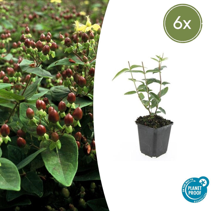 Hypericum Inodorum - 20cm - Zimmerpflanze kaufen