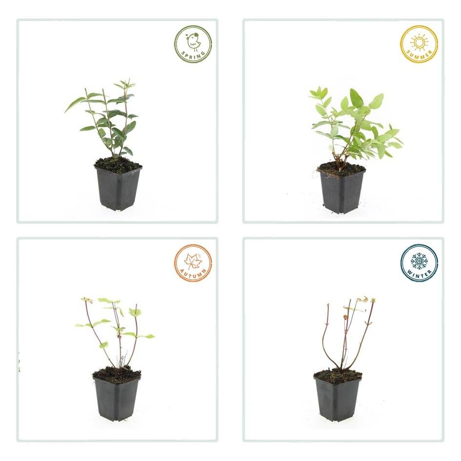 Hypericum Inodorum - 20cm - Zimmerpflanze kaufen