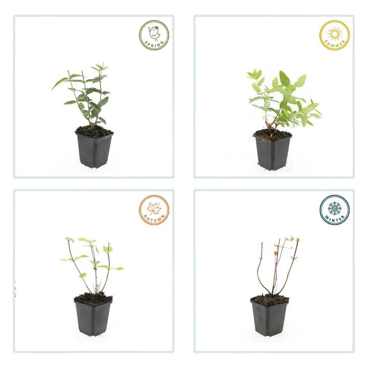 Hypericum Inodorum - 20cm - Zimmerpflanze kaufen
