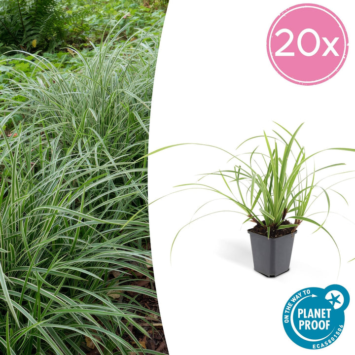Carex morrowii 'Ice Dance' - 20cm - Zimmerpflanze Kaufen