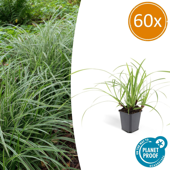 Carex morrowii 'Ice Dance' - 20cm - Zimmerpflanze Kaufen