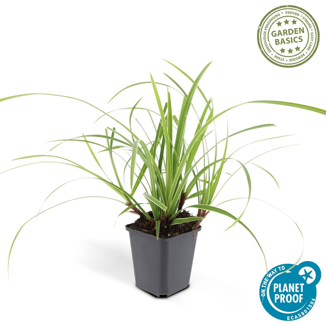 Carex morrowii 'Ice Dance' - 20cm - Zimmerpflanze Kaufen