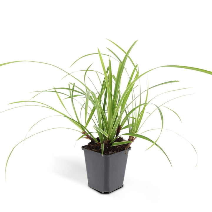 Carex morrowii 'Ice Dance' - 20cm - Zimmerpflanze Kaufen