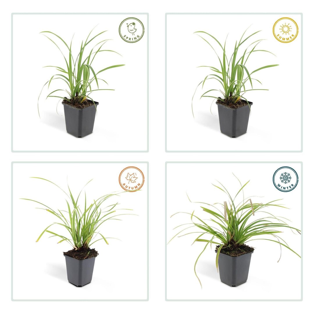 Carex morrowii 'Ice Dance' - 20cm - Zimmerpflanze Kaufen