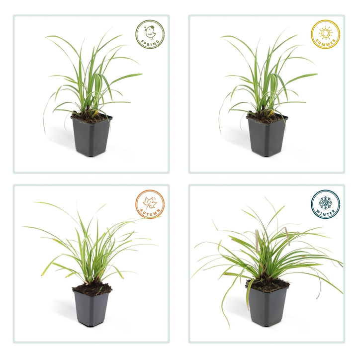 Carex morrowii 'Ice Dance' - 20cm - Zimmerpflanze Kaufen