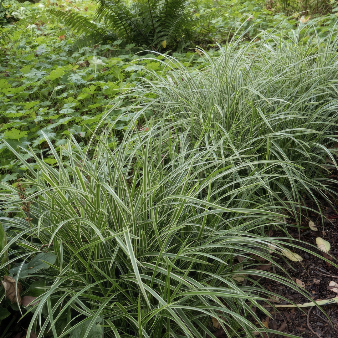 Carex morrowii 'Ice Dance' - 20cm - Zimmerpflanze Kaufen