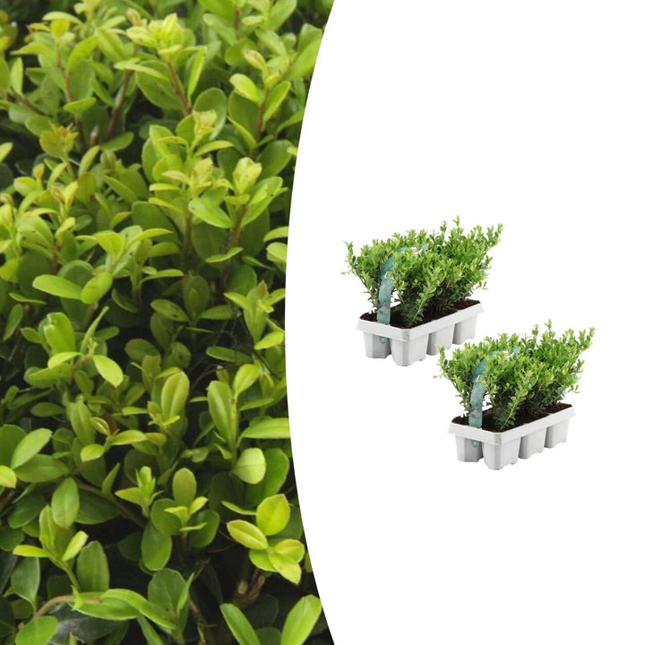 Combideal - pack Ilex Crenata 'Jenny' - 15cm