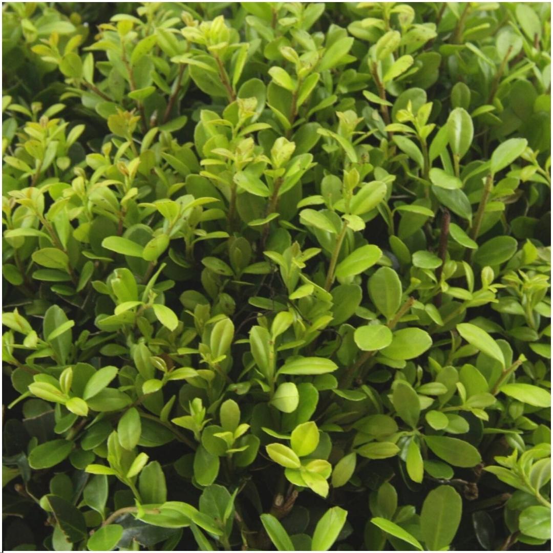 Combideal - pack Ilex Crenata 'Jenny' - 15cm