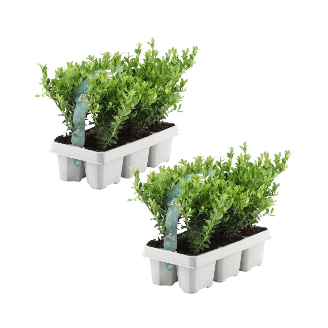 Combideal - pack Ilex Crenata 'Jenny' - 15cm